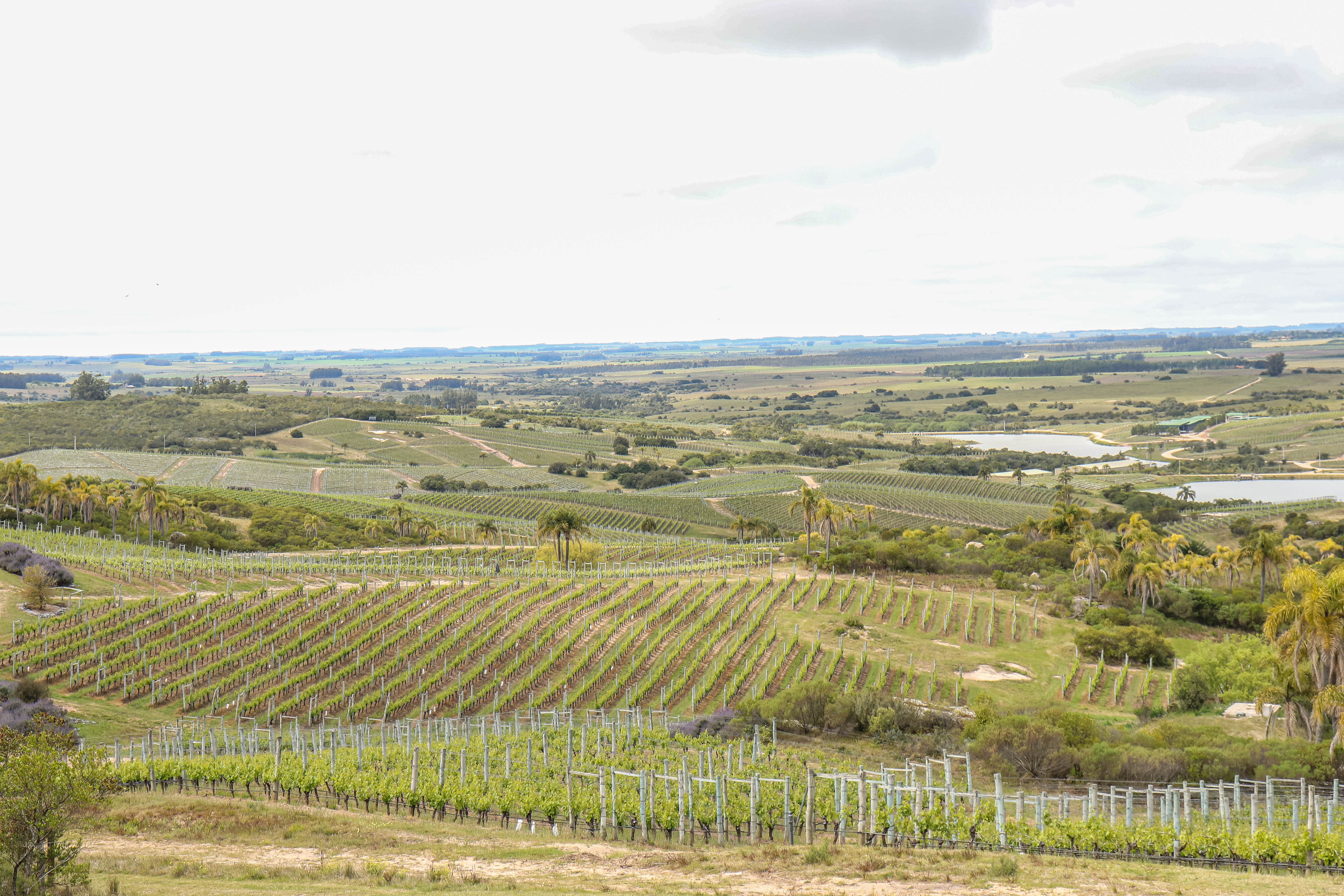IMG_3408Garzon.jpg
