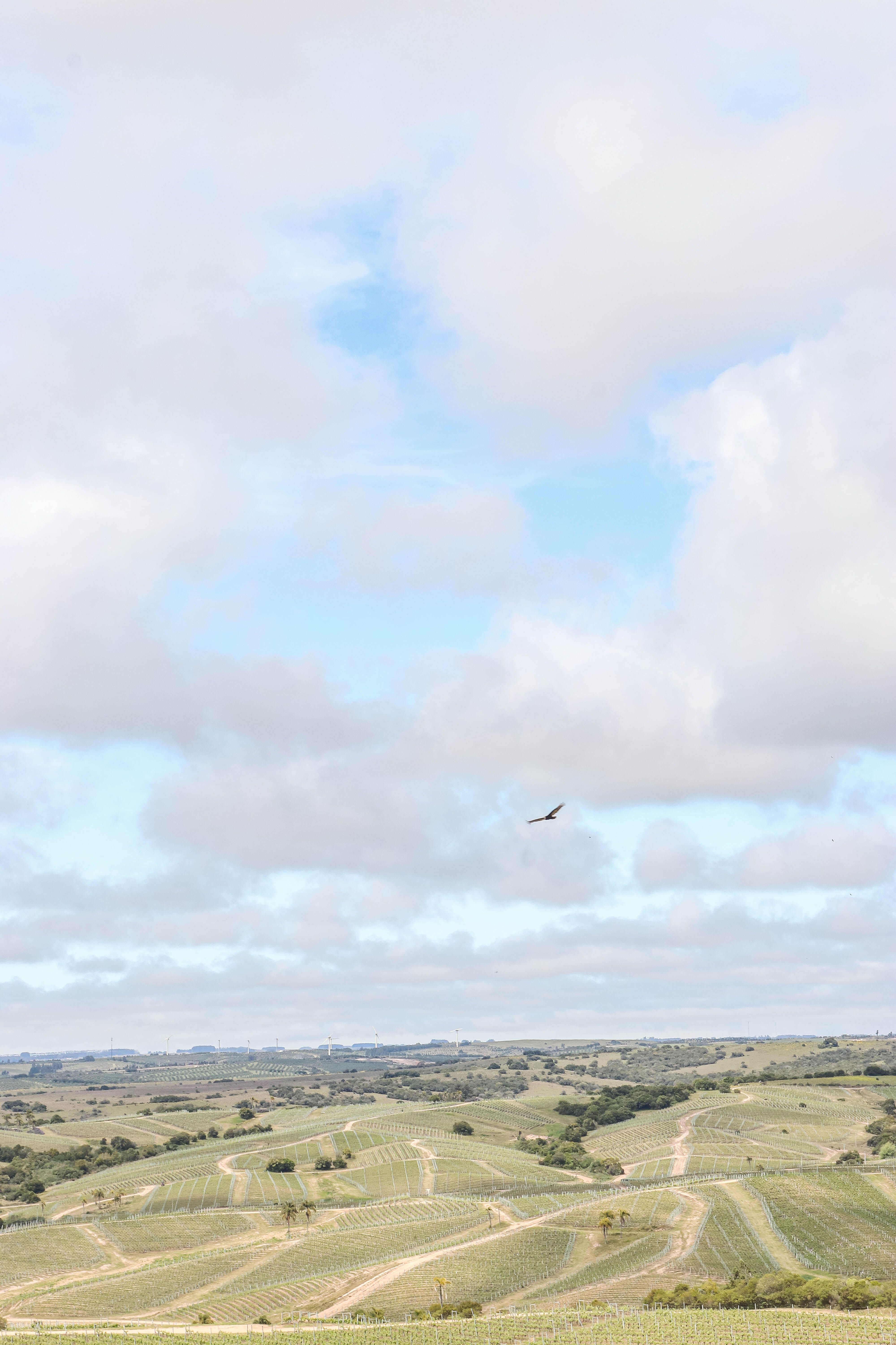 Image - 7