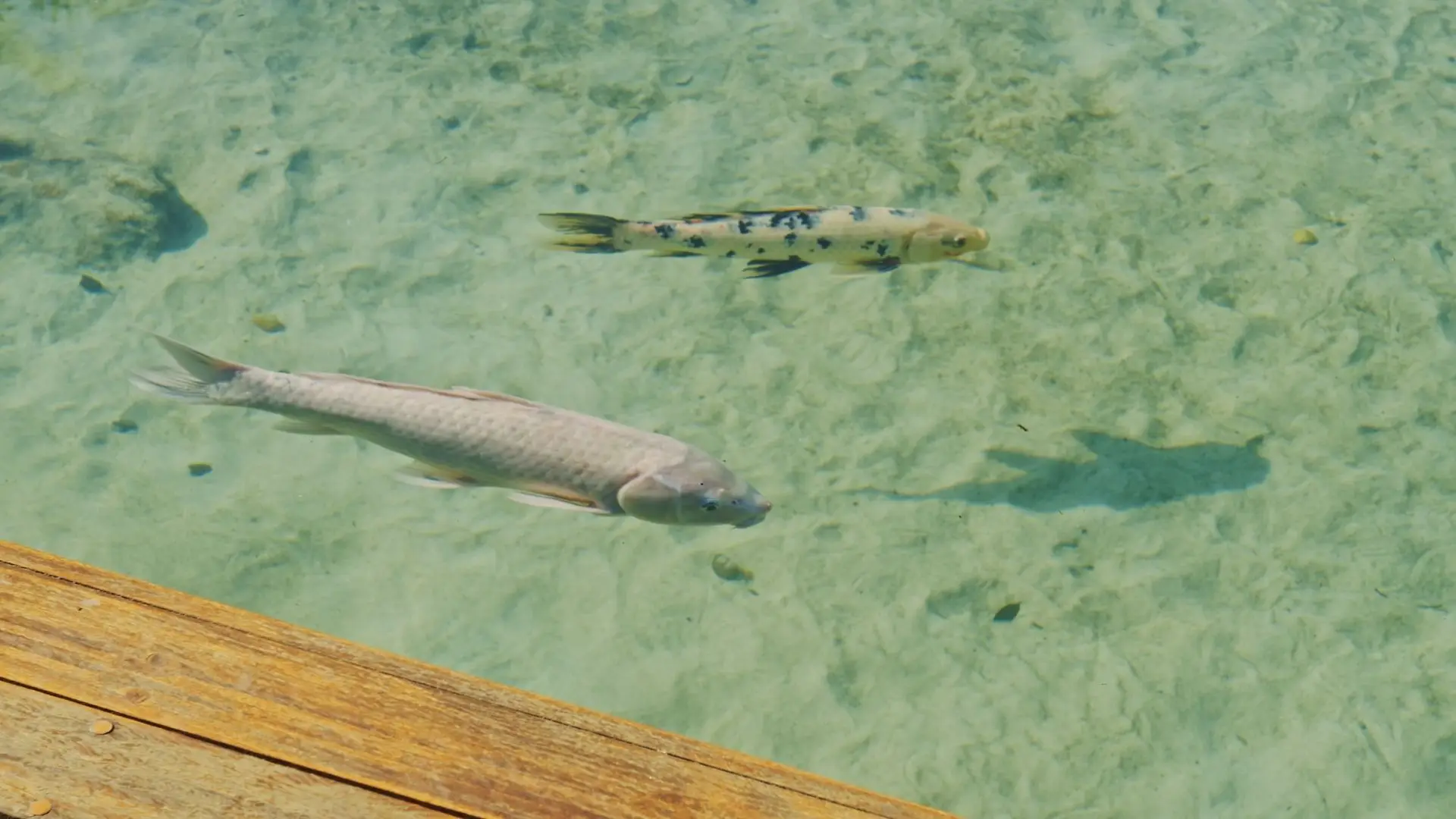 Image - 11