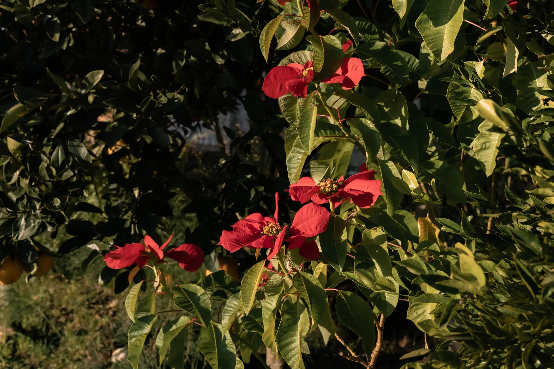 Image - 3
