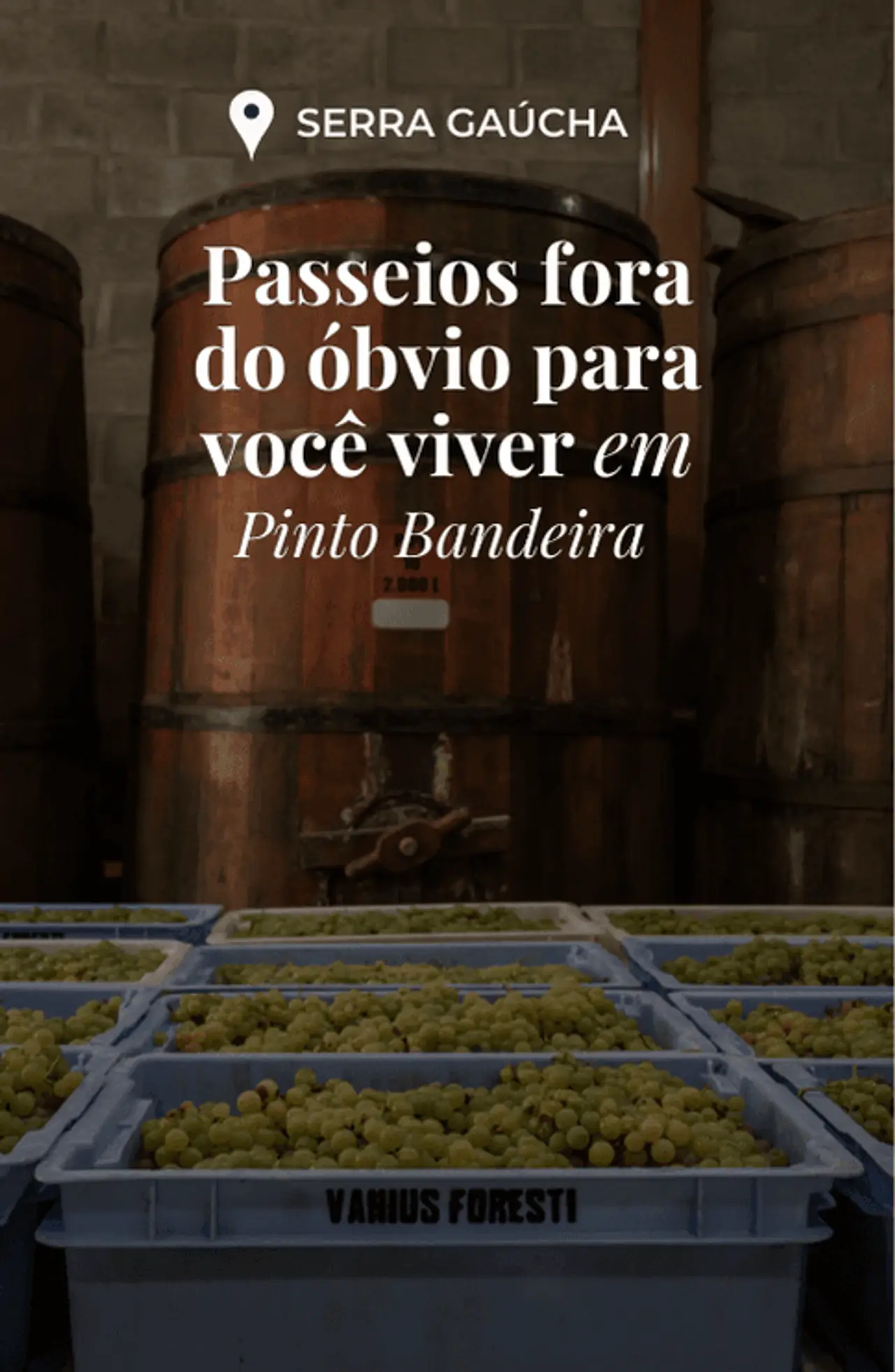 vinhos foresti (13).jpg