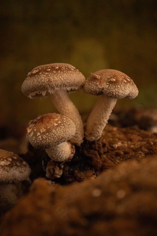 cogumelo (1).jpg