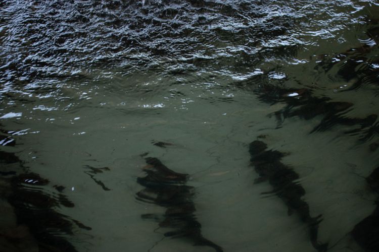 parque do peixe pesca (7).jpg