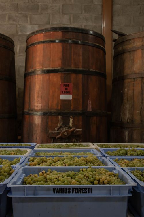 vinhos foresti (11).jpg