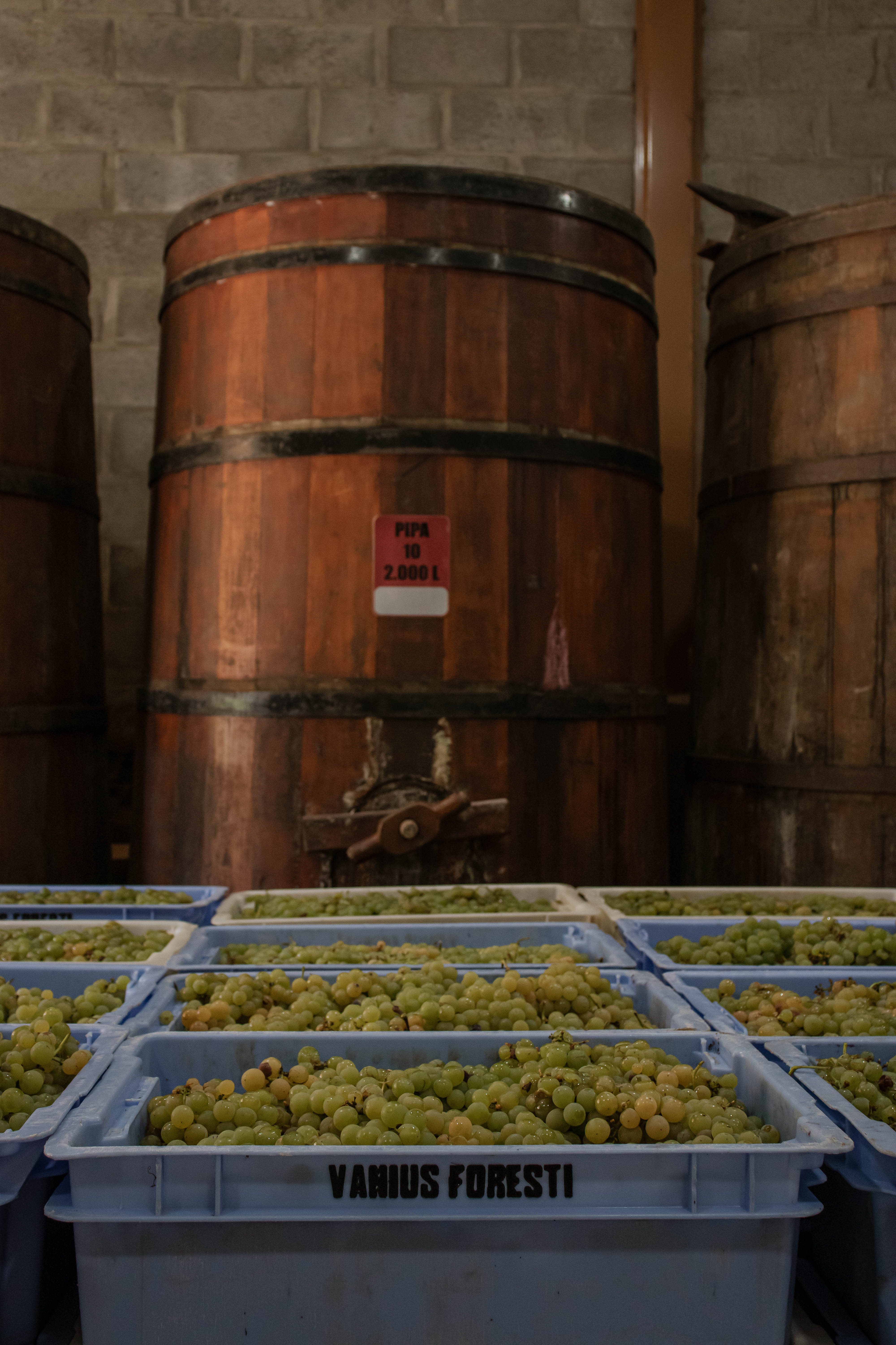 vinhos foresti (11).jpg