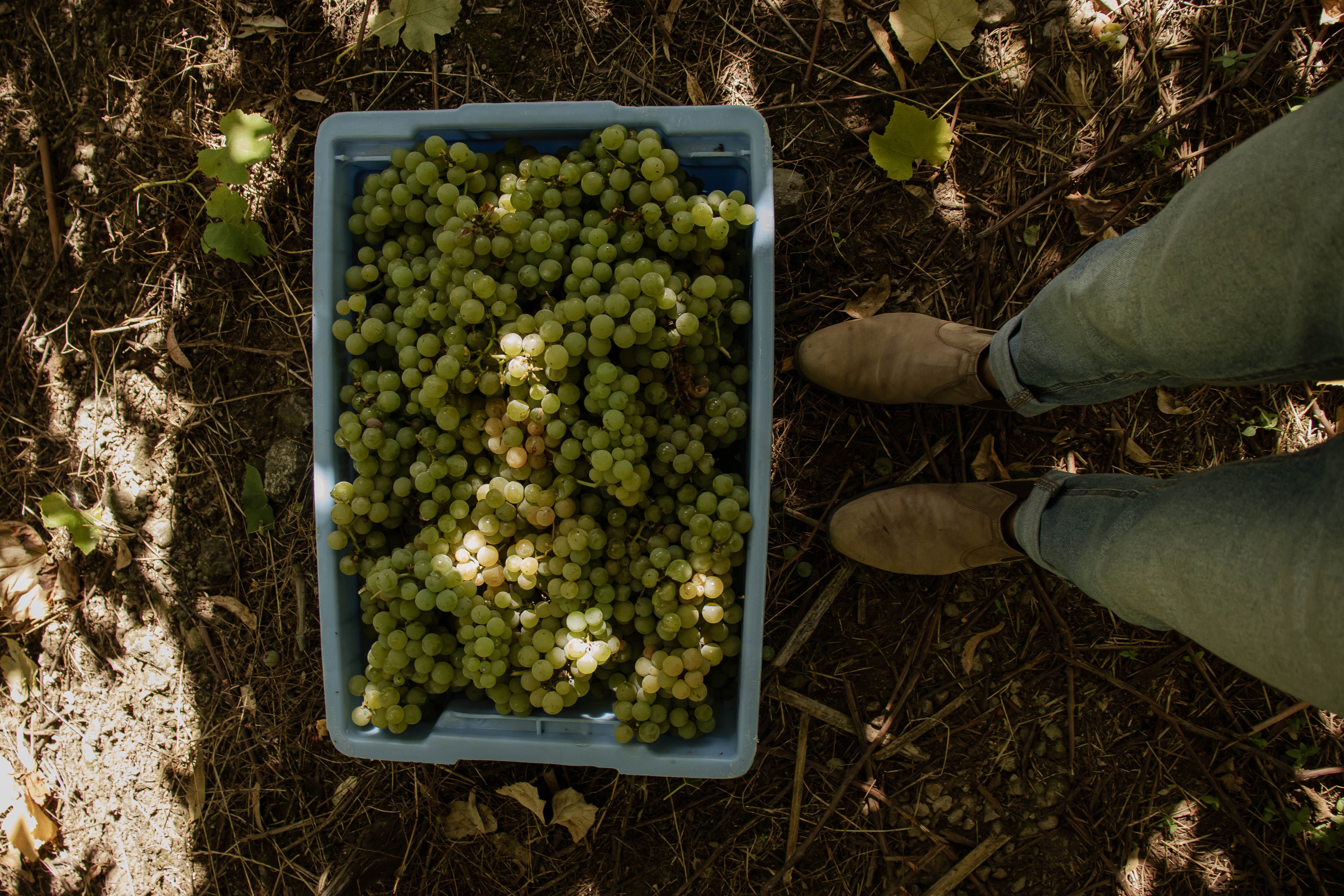 vinhos foresti (12).jpg